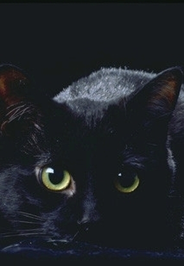 Black Catty (@blackcatty84) — моя фотография № 1