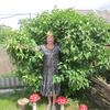 ЛАРИСА, 54, г.Барыш ЛАРИСА, 54, г.Барыш