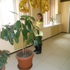 Антонина, 38, г.Микунь Антонина, 38, г.Микунь